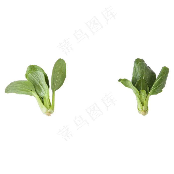 青菜（png免抠）(2000X2000(DPI:72))psd模版下载