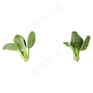 青菜（png免抠）