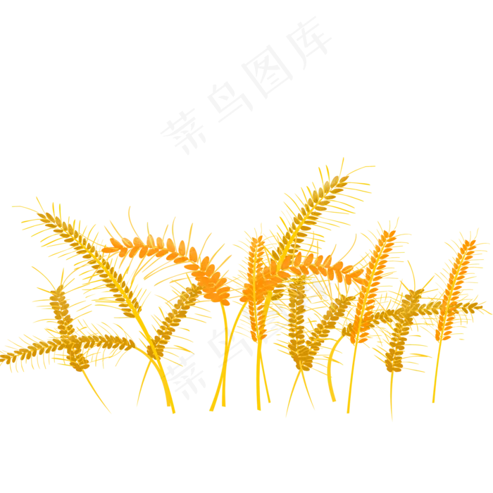 黄色麦穗(2000X2000(DPI:3))psd模版下载