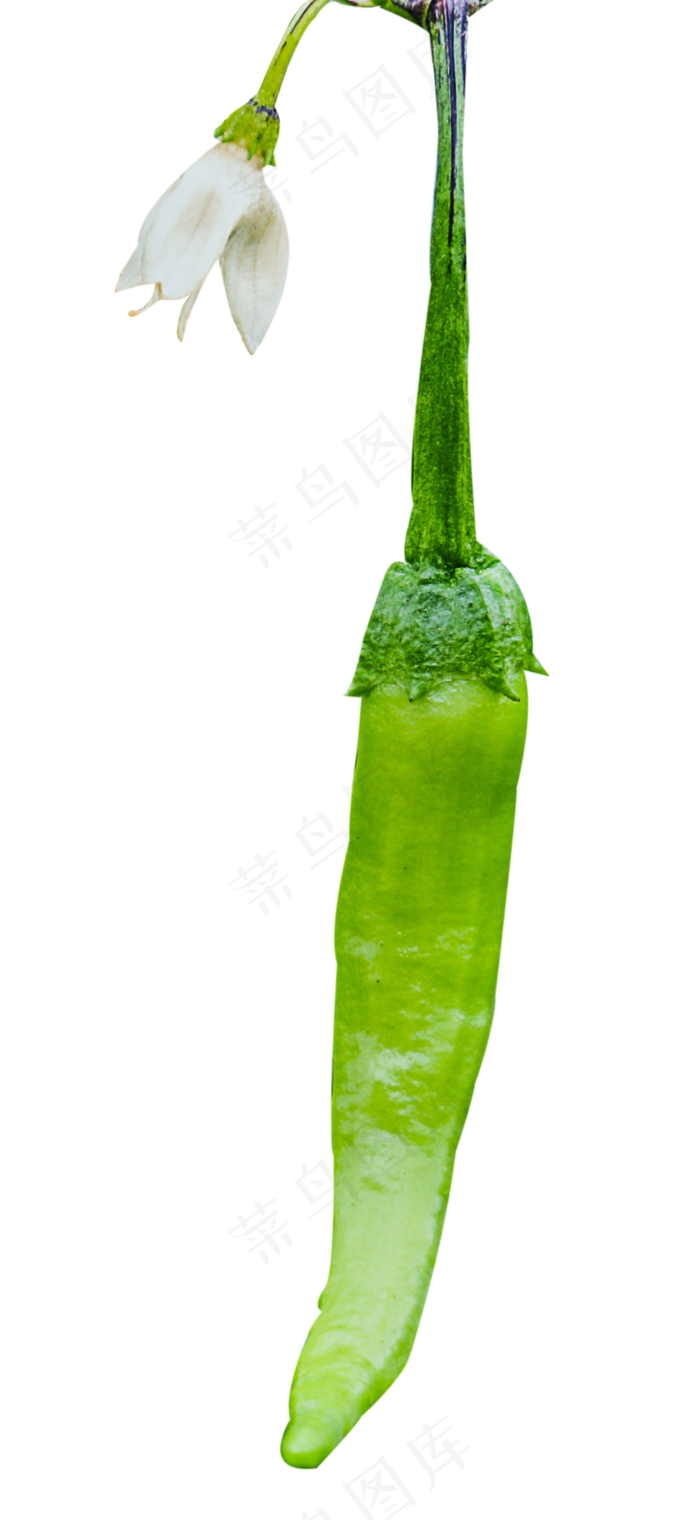 青辣椒蔬菜(1462X3175(DPI:72))psd模版下载