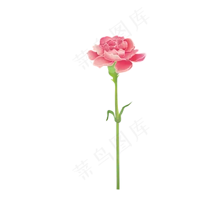 教师节一朵粉色的康乃馨