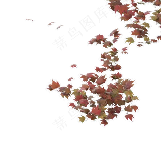 秋天主题枫叶