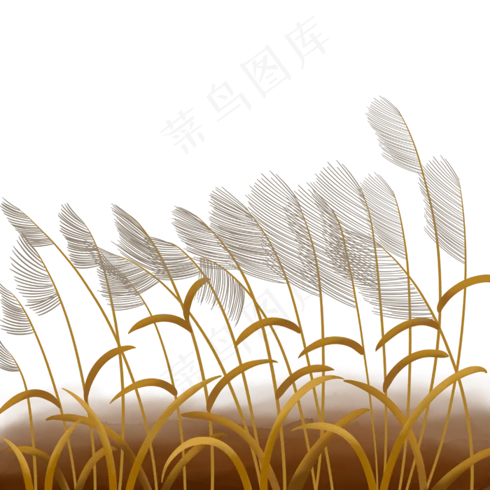 寒露芦苇荡(3000X3000(DPI:300))psd模版下载