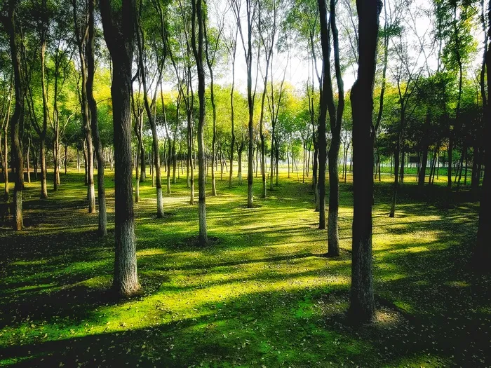 树木风景图片