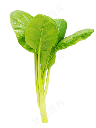 有机蔬菜空心菜