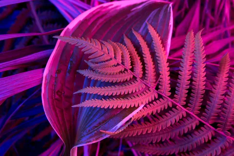 黑色背景的热带树叶