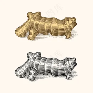 生姜根，切碎的根茎，新鲜植物。