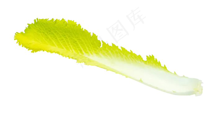 绿色蔬菜白菜(2000X2000(DPI:300))