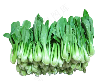 青菜蔬菜上海青