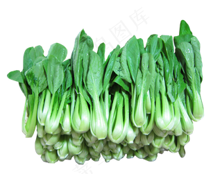 青菜蔬菜上海青