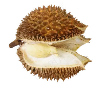 棕色榴莲水果