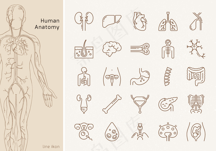 一组带有签名的人体内部器官的大型线性图标。适合印刷、网络和演示。