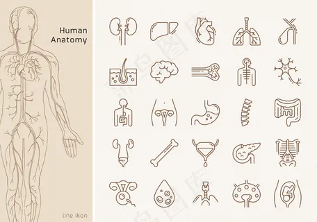 一组带有签名的人体内部器官的大型线性图标。适合印刷、网络和演示。 一组带有签名的人体内部器官的大型线性图标。适合印刷、网络和演示。