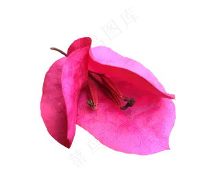 三角梅梅花免扣