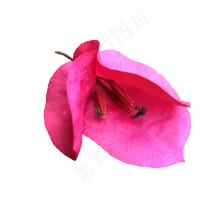 三角梅梅花免扣