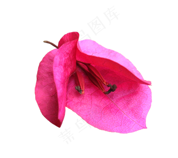 三角梅梅花免扣 三角梅梅花免扣