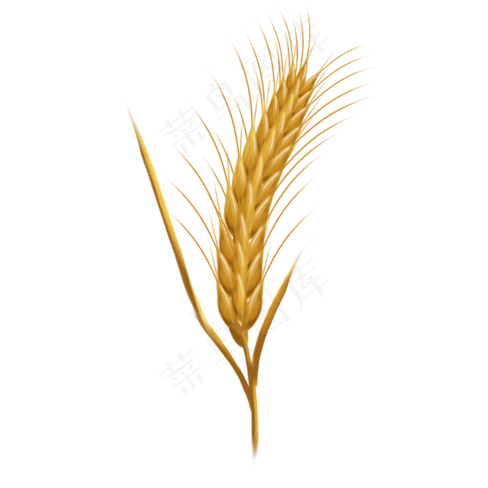一只金黄颗粒饱满的麦穗(2000X2000(DPI:96))psd模版下载