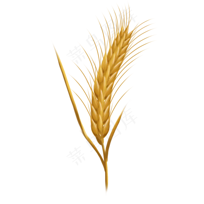一只金黄颗粒饱满的麦穗(2000X2000(DPI:96))psd模版下载