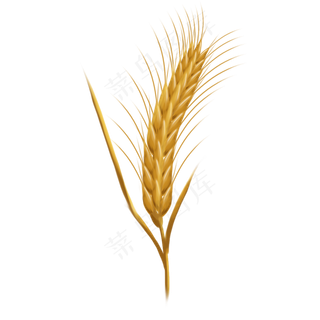 一只金黄颗粒饱满的麦穗