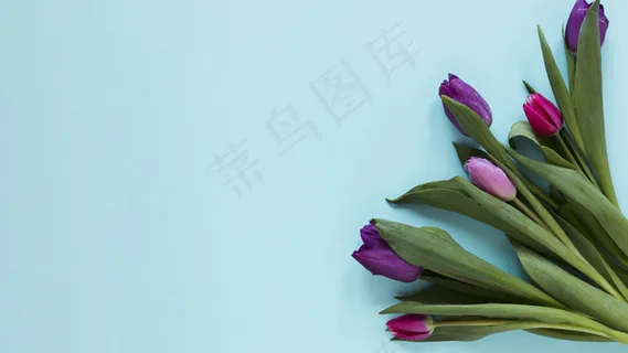 渐变紫色郁金香花和蓝色背景