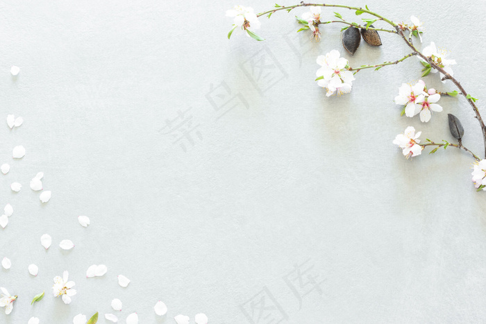 灰色背景上的杏仁树花构图