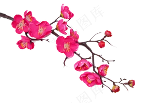 梅花花开花枝