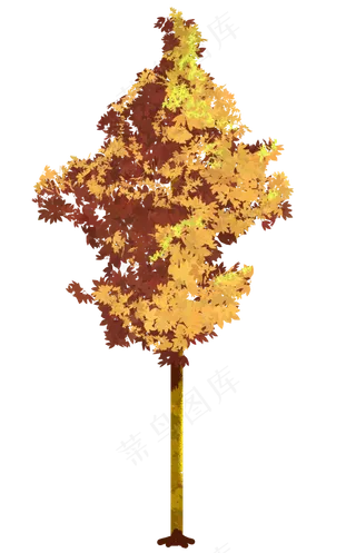 秋季黄色树叶大树