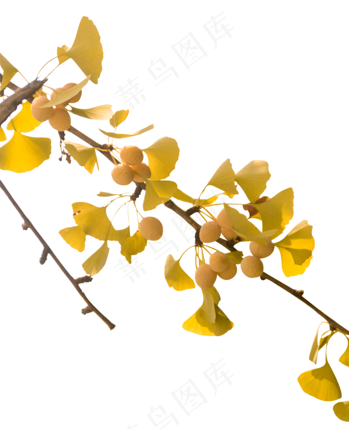 秋分银杏树叶(2000X2461(DPI:240))psd模版下载
