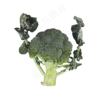 西兰花（png免抠）