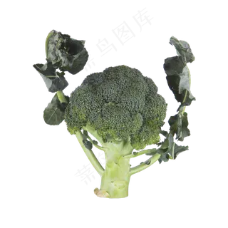 西兰花（png免抠）