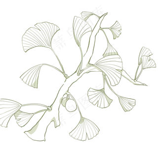 写实银杏叶树枝