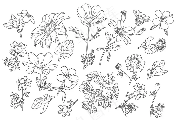 收集野花eps,ai矢量模版下载