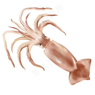 动物类海洋鱿鱼手绘,免抠元素