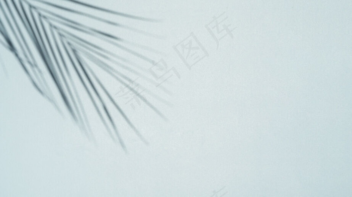 浅蓝色背景上的棕榈叶阴影