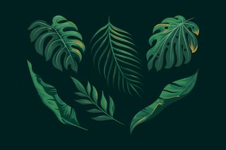 逼真的绿色异域树叶系列