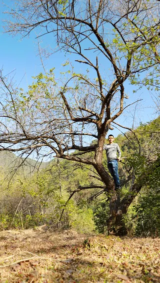 自然风景叶繁枝茂的树
