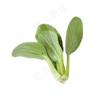 青菜（png免抠）