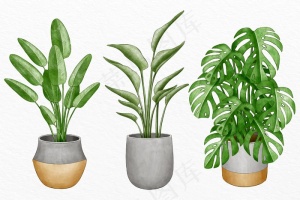 水彩花盆植物收藏