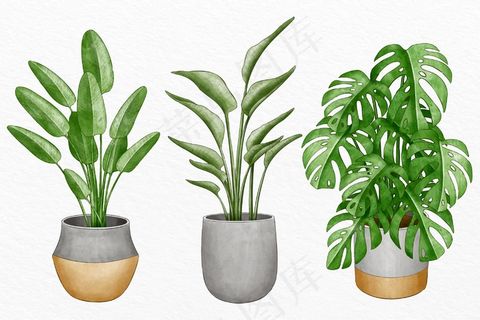 水彩花盆植物收藏 水彩花盆植物收藏