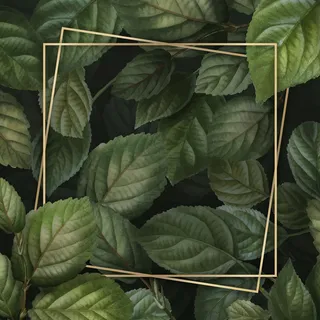 树叶背景上的金框
