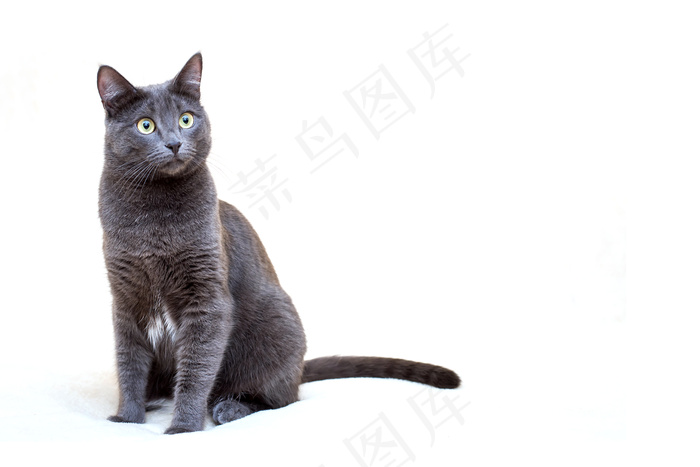 白底灰猫