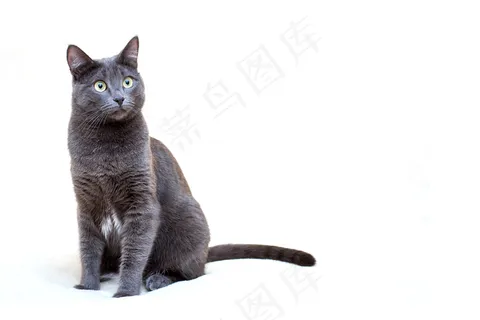 白底灰猫