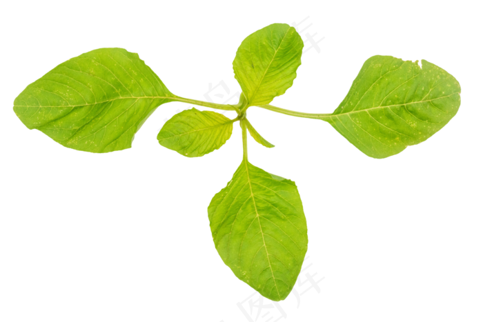 健康蔬菜小米菜
