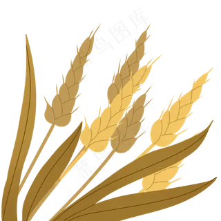 手绘秋天金黄的麦穗3