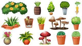 在白色背景下隔离的花盆中的一组不同植物