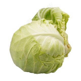 绿色蔬菜茴子白