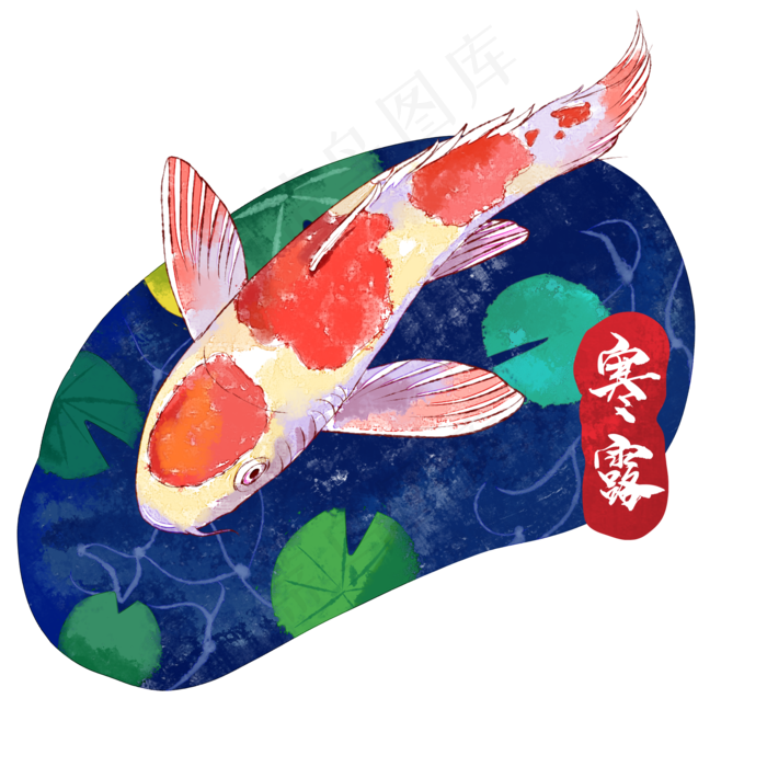 寒露节气锦鲤插画