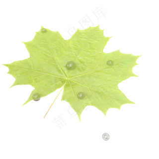 寒露气节露珠银杏叶