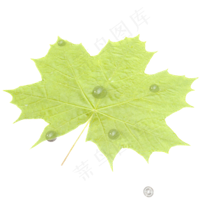 寒露气节露珠银杏叶