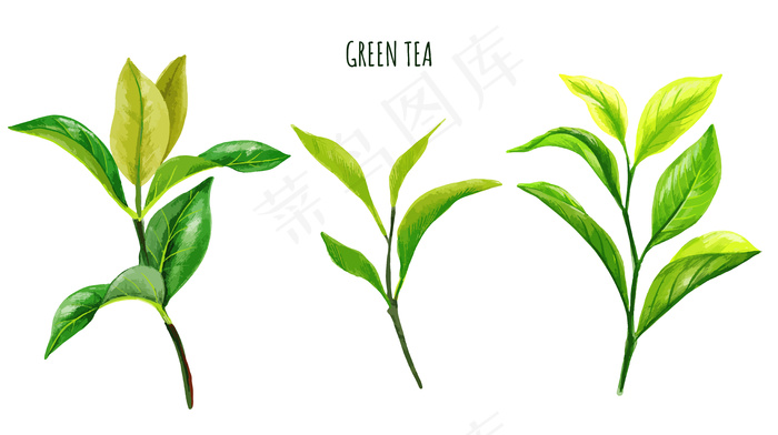 手绘绿茶枝叶eps,ai矢量模版下载